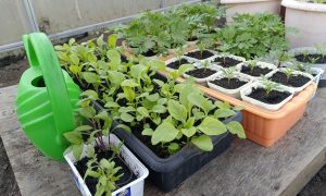 Рассада в огороде