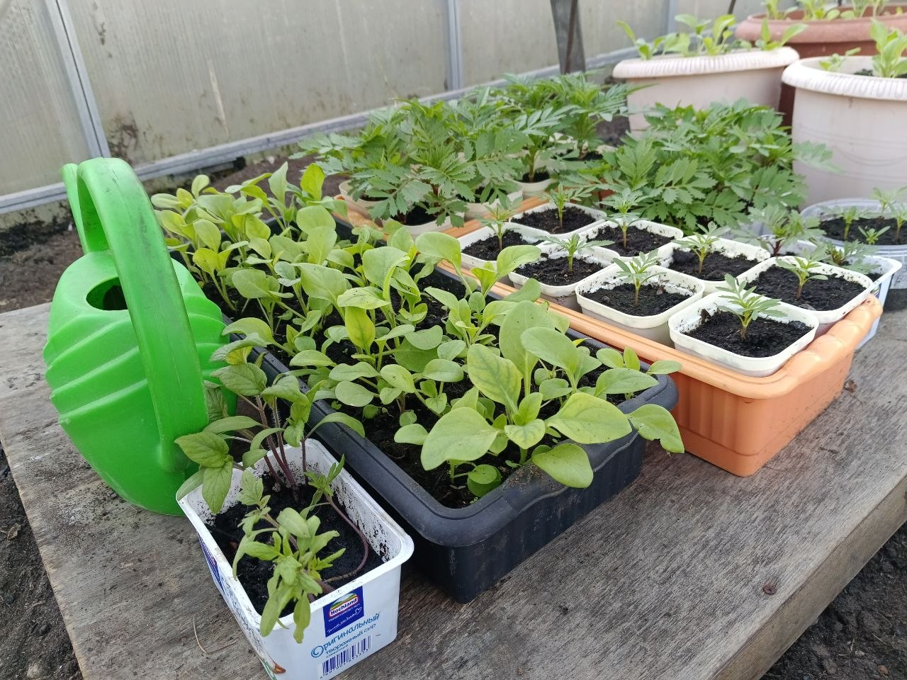 Рассада в огороде