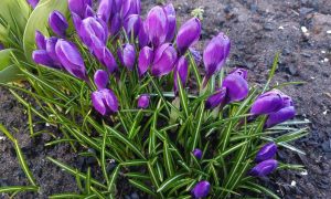 Цветы расцветают весной