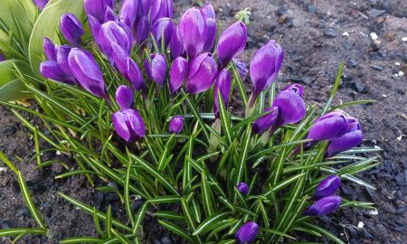 Цветы расцветают весной