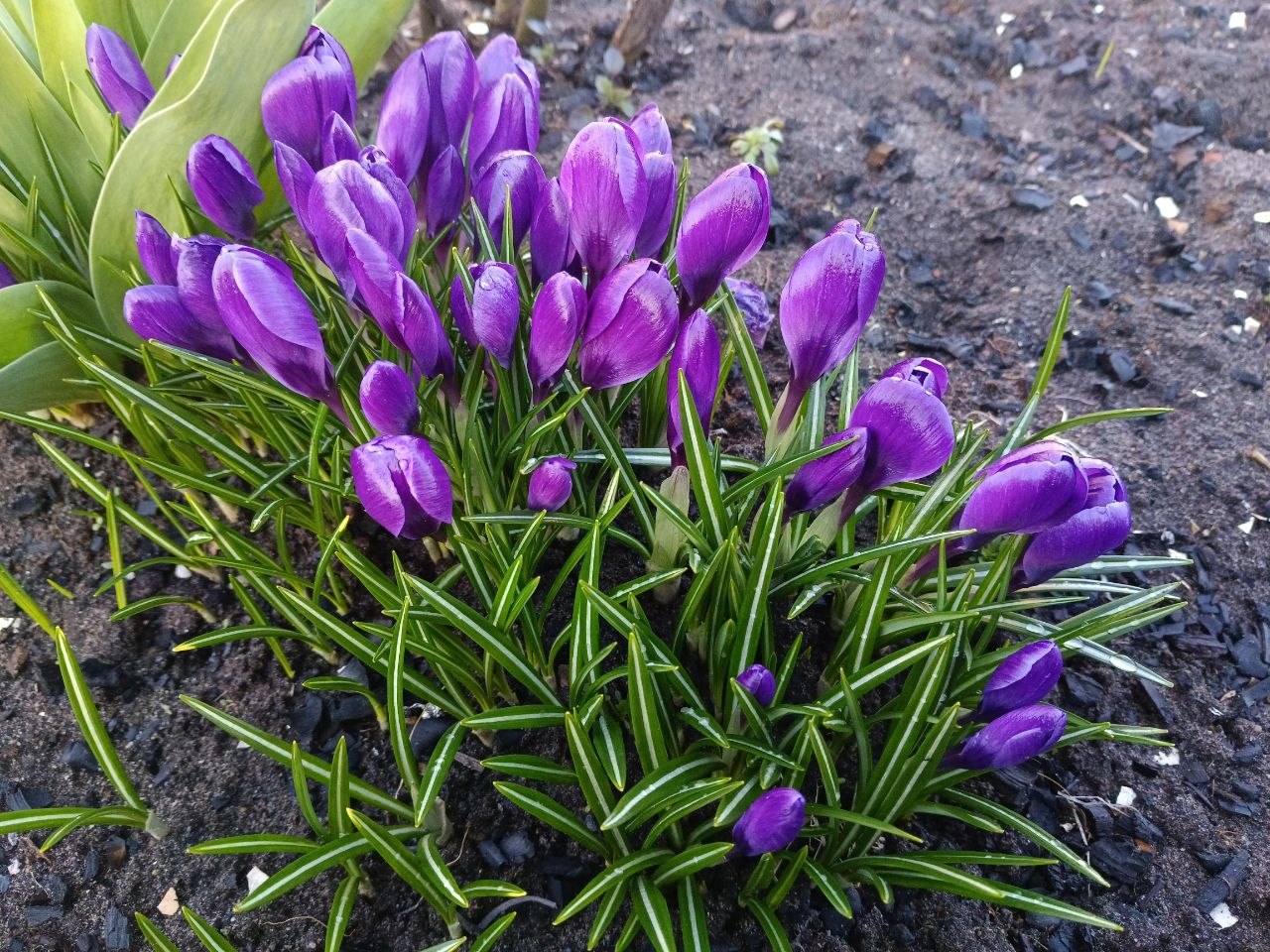 Цветы расцветают весной