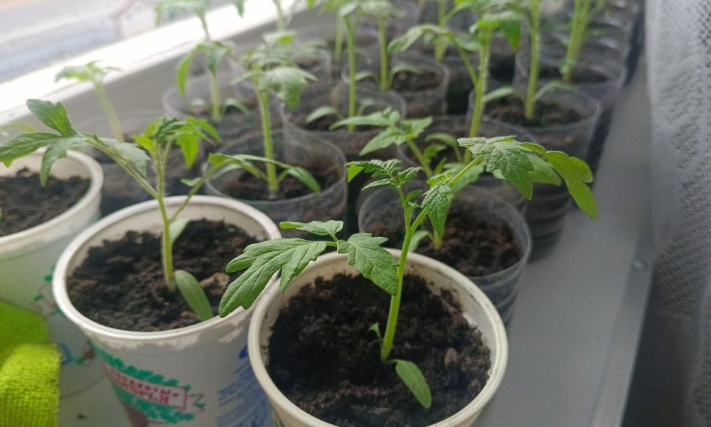 Рассада помидоров