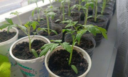 Рассада помидоров