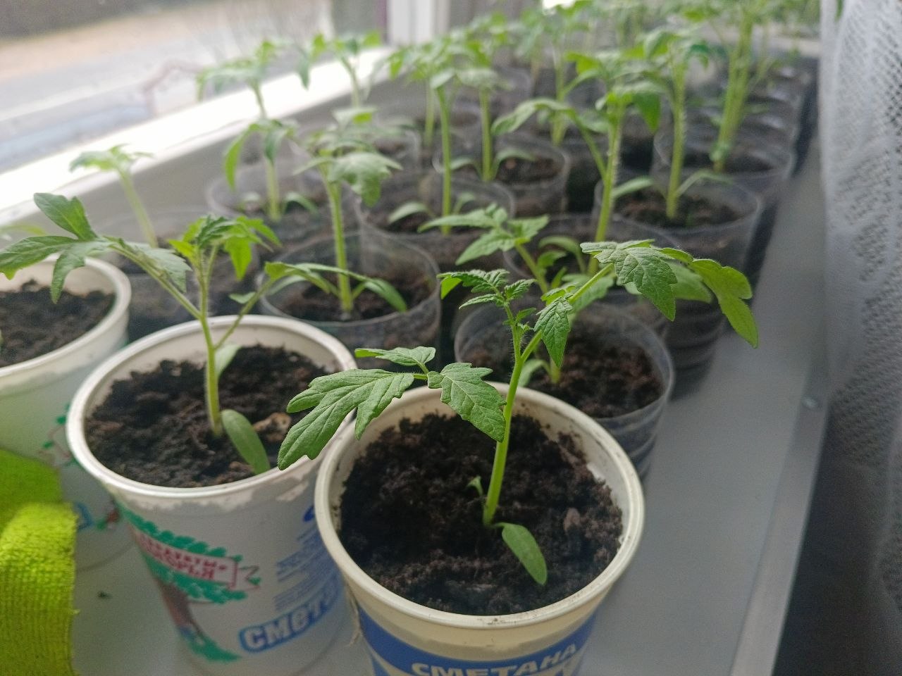 Рассада помидоров