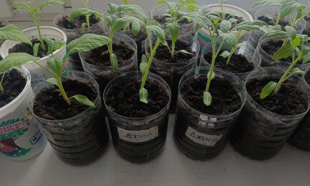 Рассада помидоров