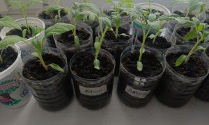 Рассада помидоров