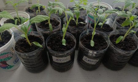 Рассада помидоров