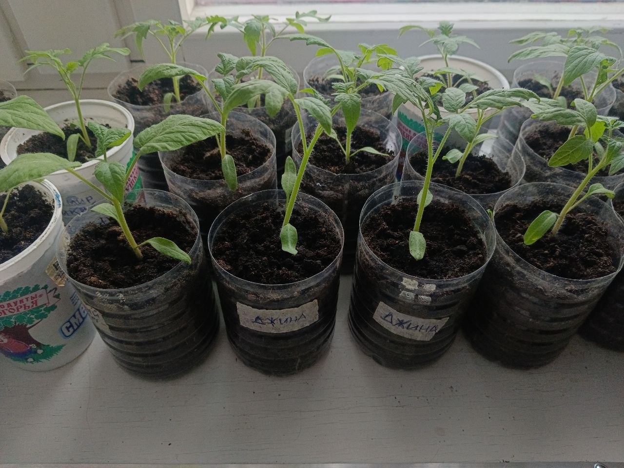 Рассада помидоров