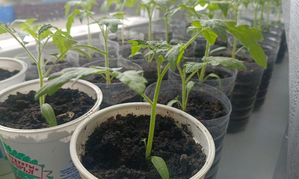 Рассада помидоров