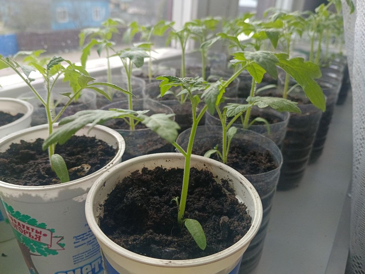 Рассада помидоров