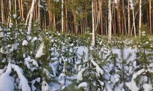 Лес Свердловской области