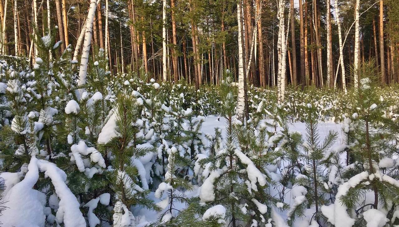 Лес Свердловской области