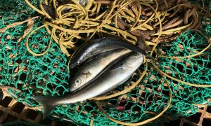Рыба в сетке