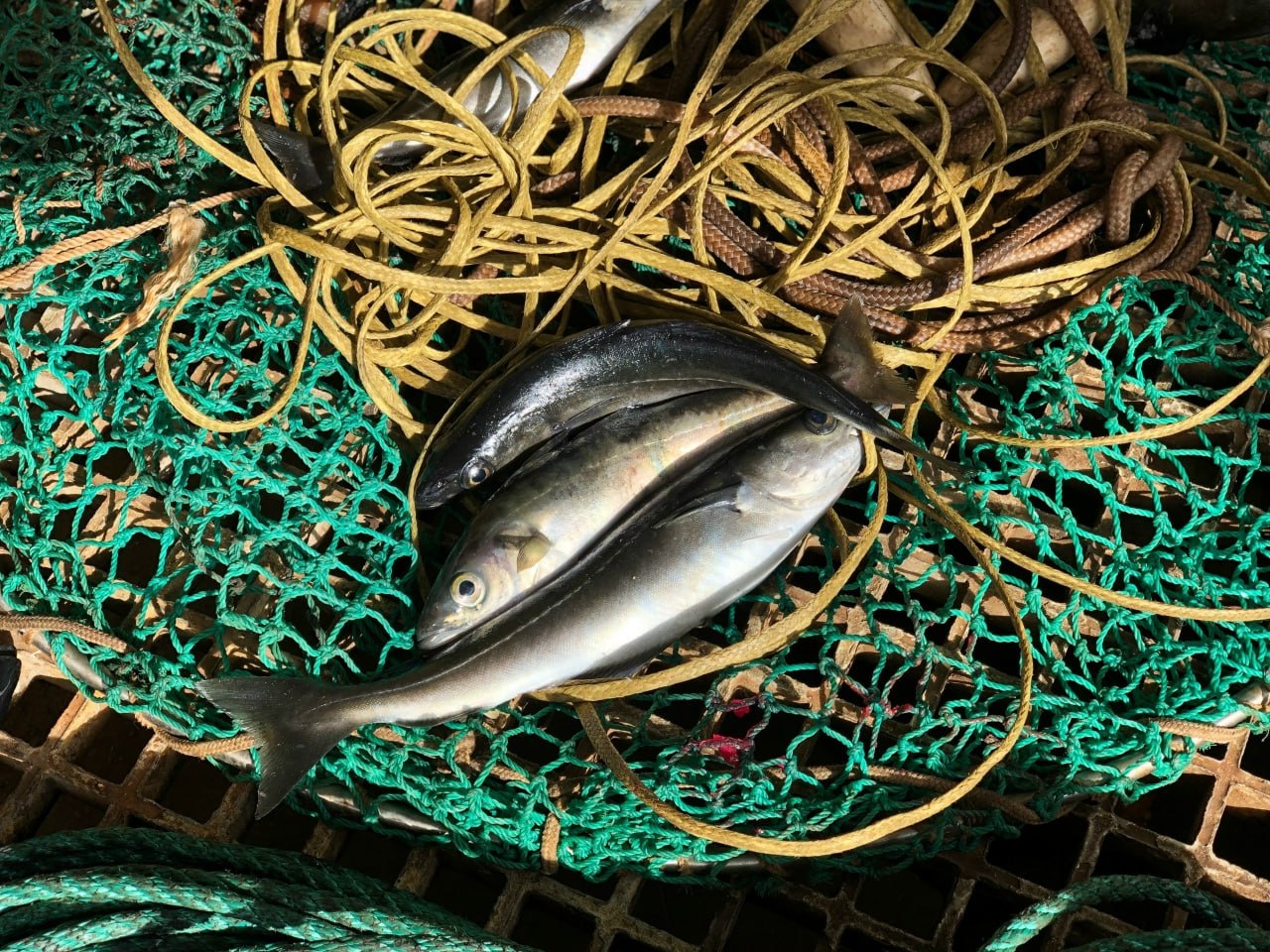 Рыба в сетке