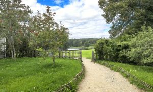 Посадка деревьев