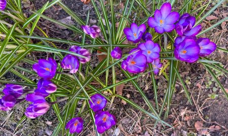 Весна в городе