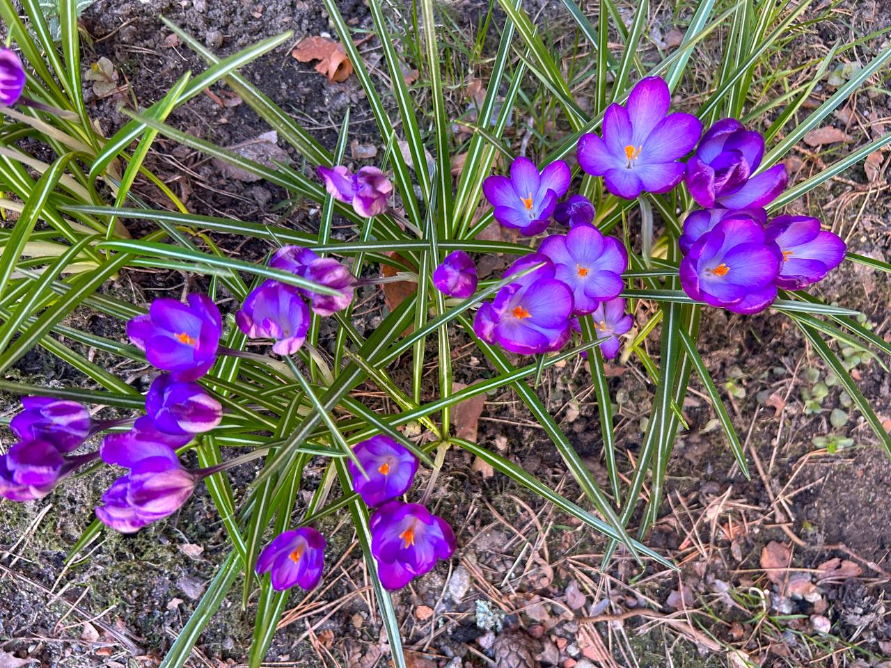 Весна в городе