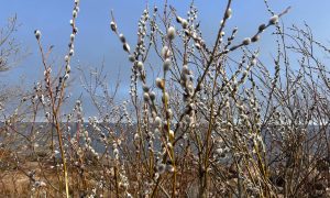 Верба на кусте
