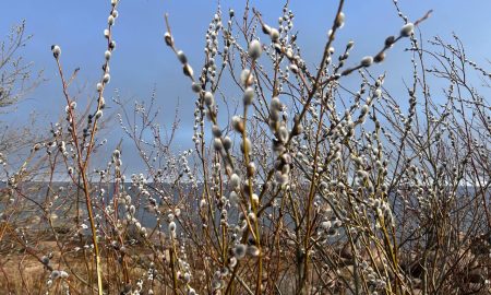 Верба на кусте