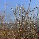 Верба на кусте