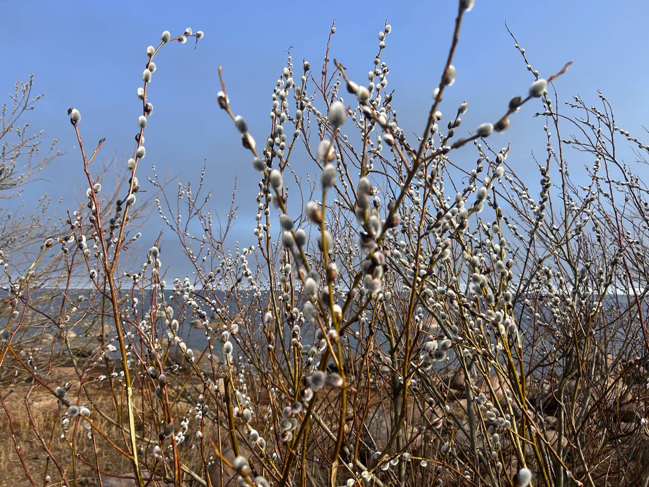 Верба на кусте