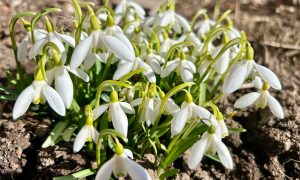 Первые весенние цветы