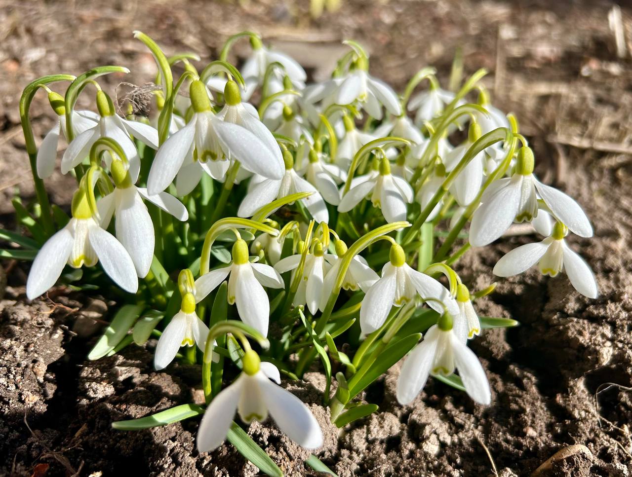 Первые весенние цветы