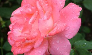 Цветет роза