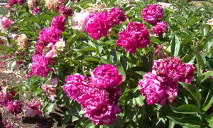 Цветут пионы