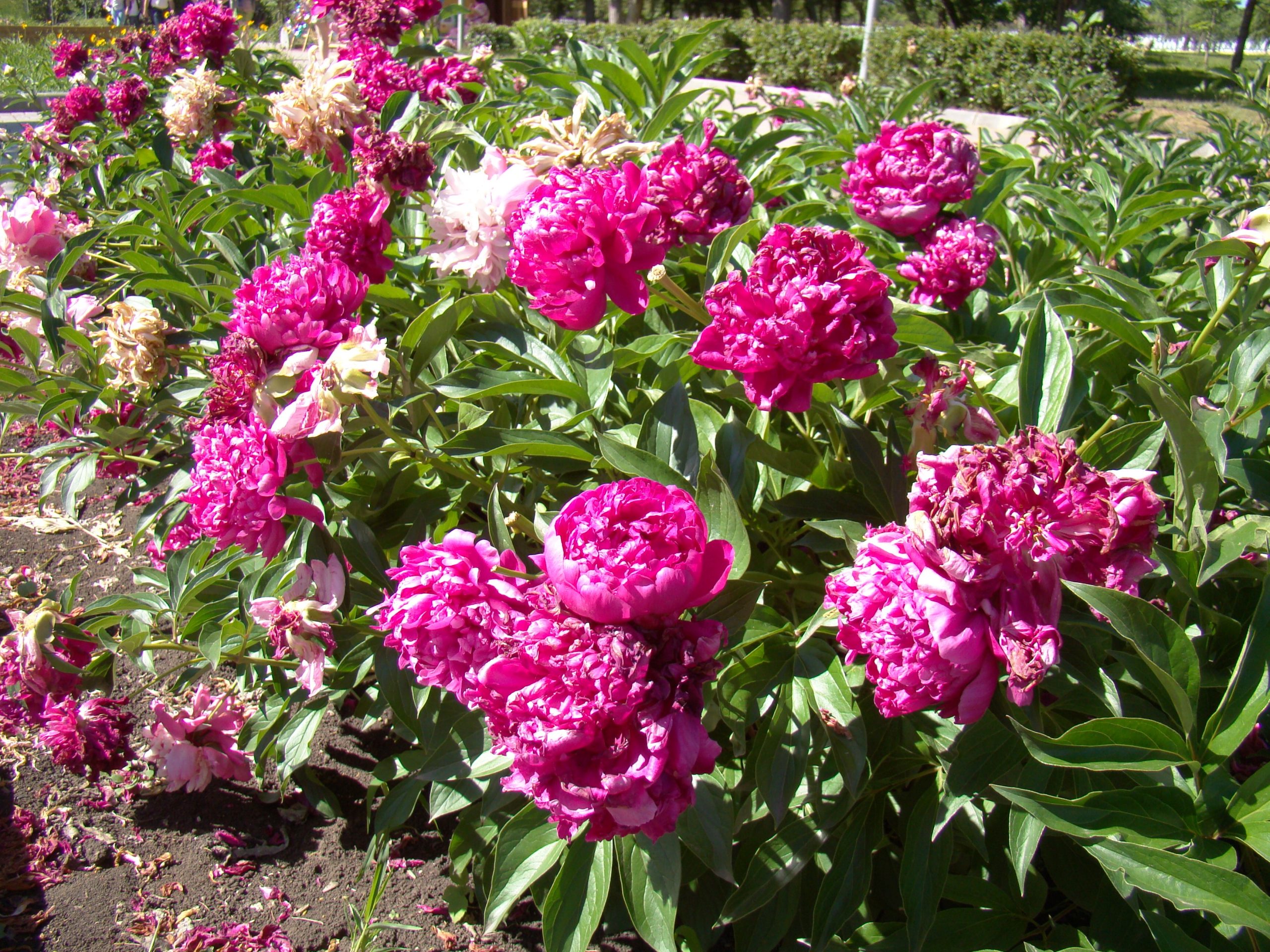 Цветут пионы