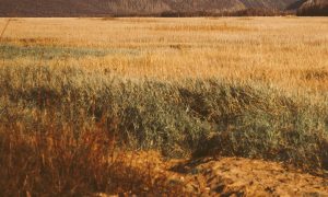 Поле осенью