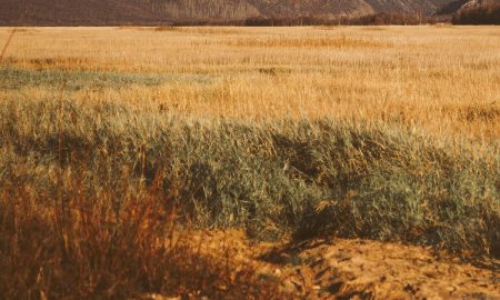 Поле осенью