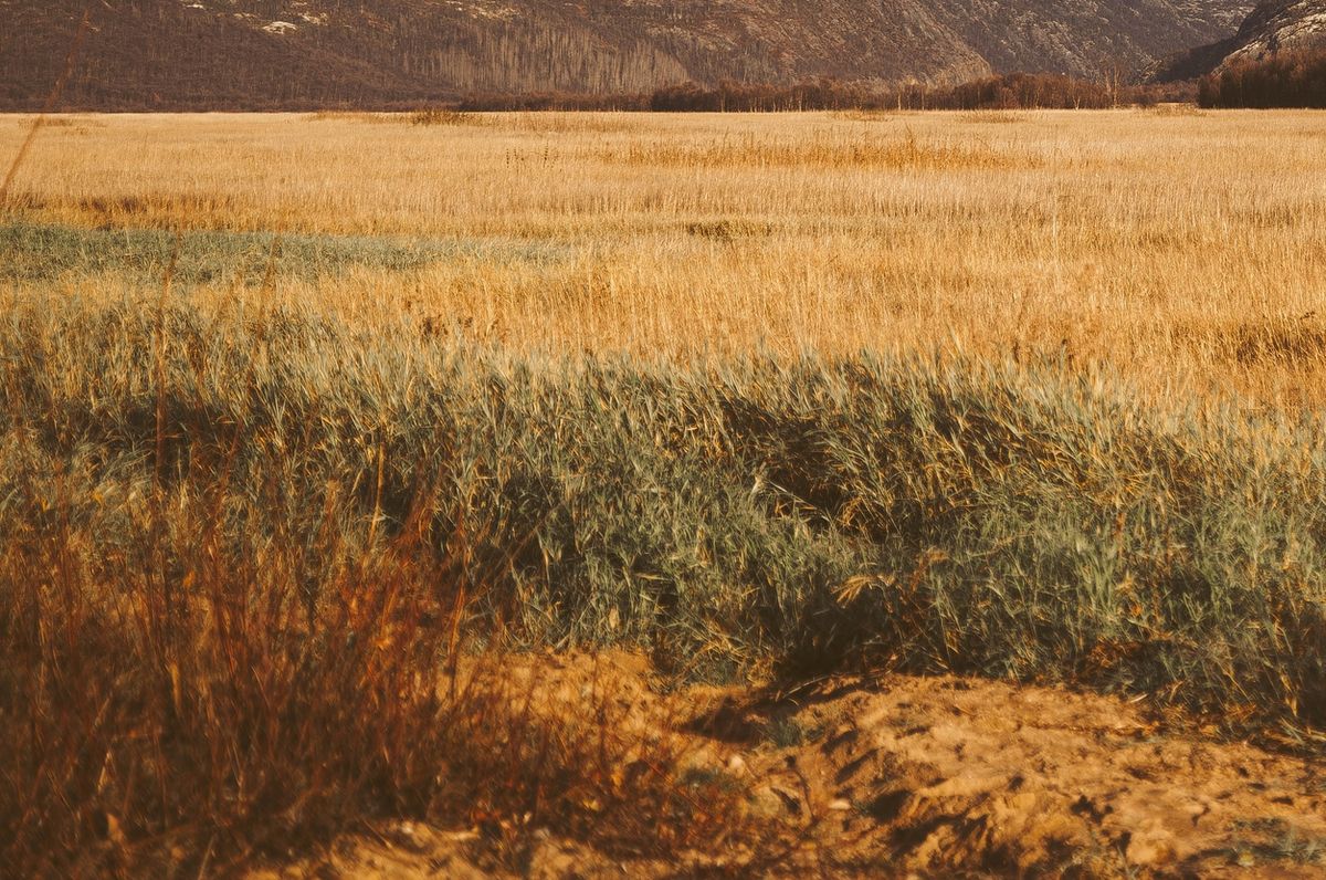 Поле осенью