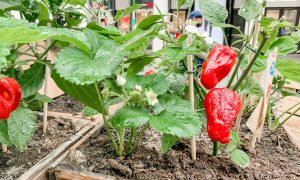 Урожай перца