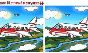 Животные летят на самолете