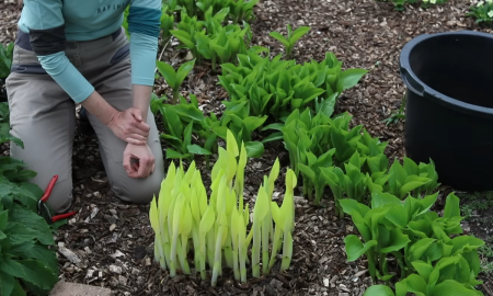 Хоста в саду