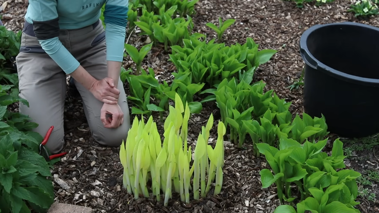 Хоста в саду