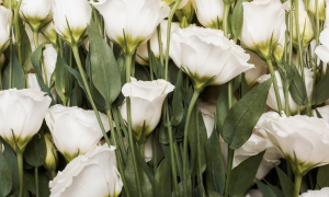 Цветок Лизиантус