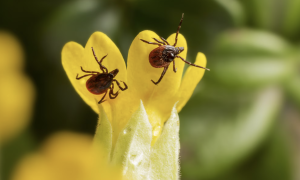 Клещи сидят на цветке