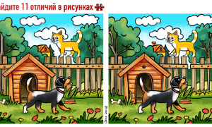 Ходят собака и кот