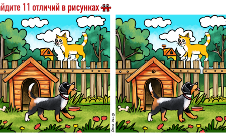 Ходят собака и кот