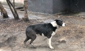 Бездомная собака на холоде