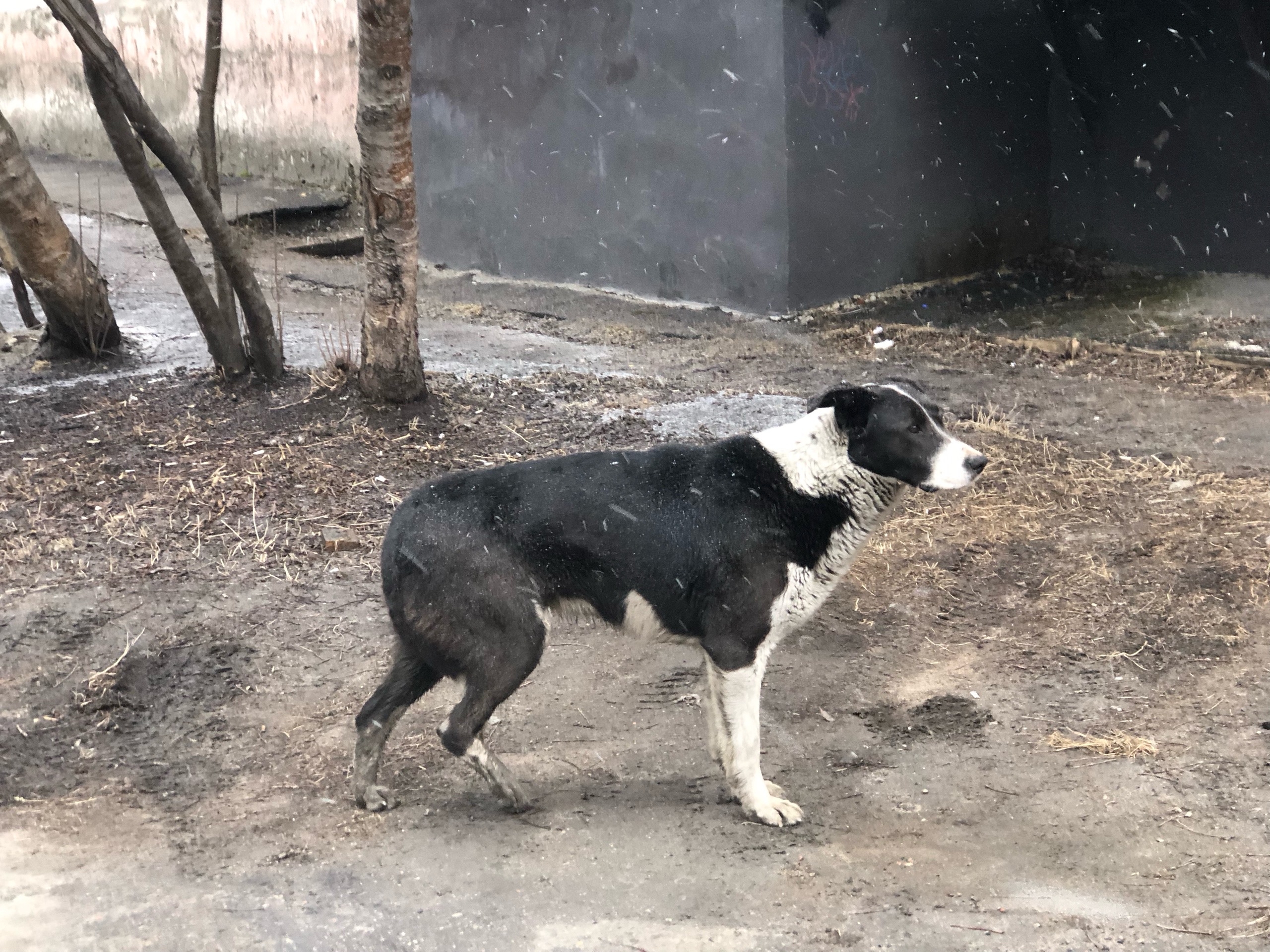 Бездомная собака на холоде