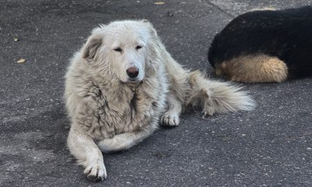 Собака лежит на дороге