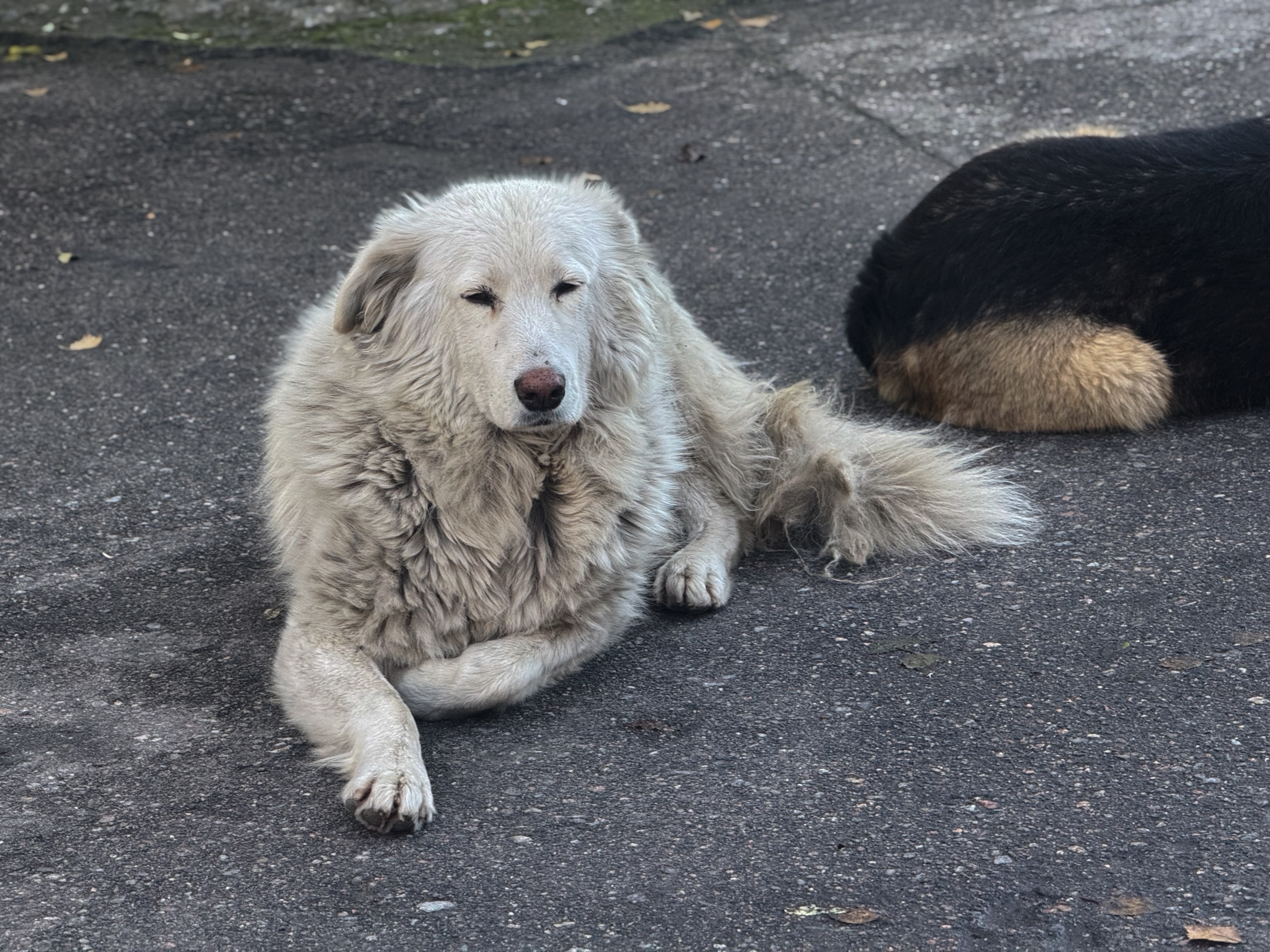 Собака лежит на дороге