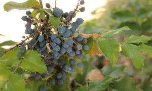 Смородина на ветке