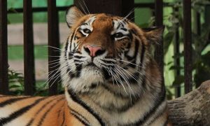 Тигрица Джуна в вольере