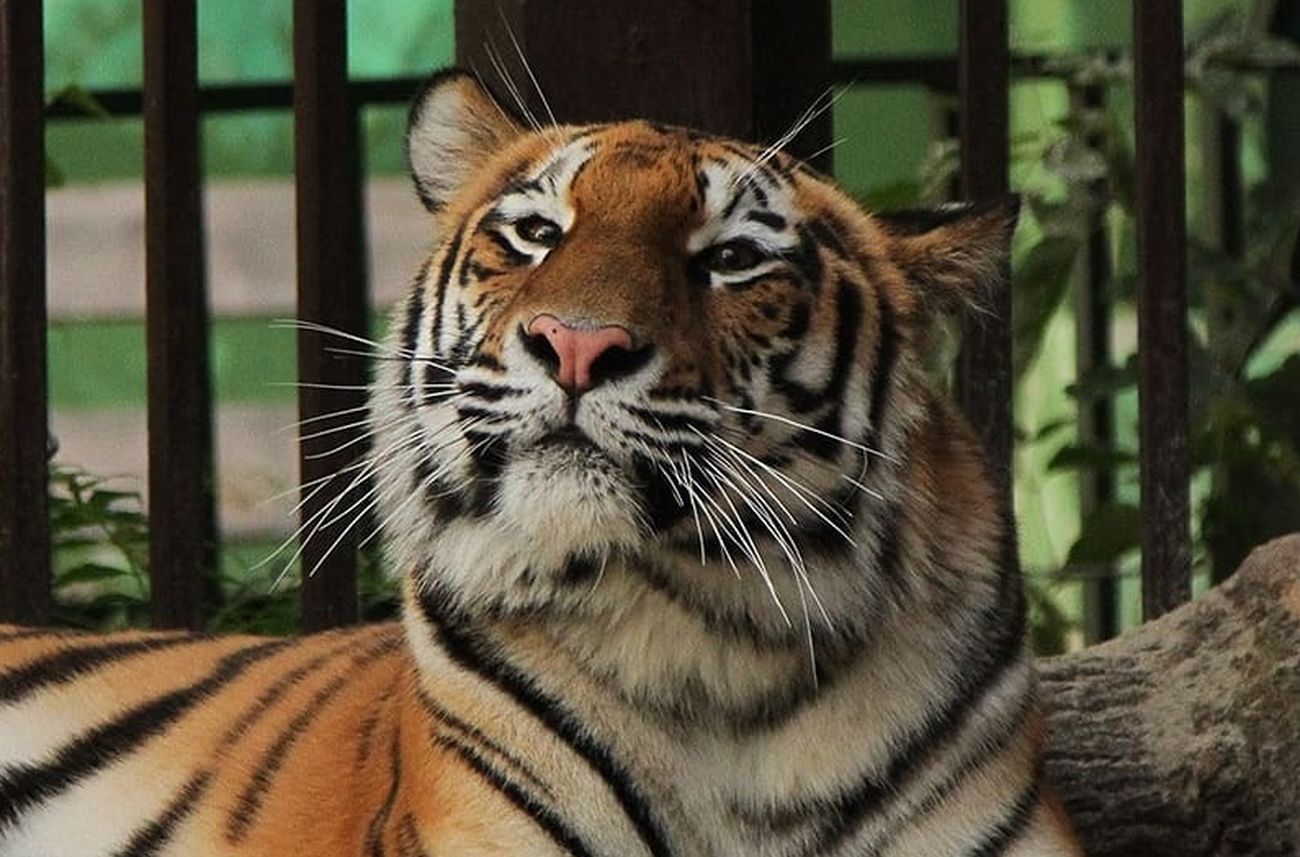 Тигрица Джуна в вольере