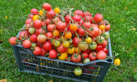 Лежат томаты