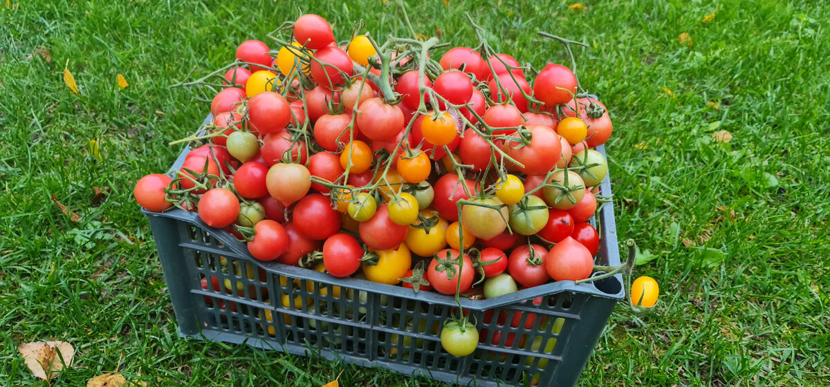 Лежат томаты